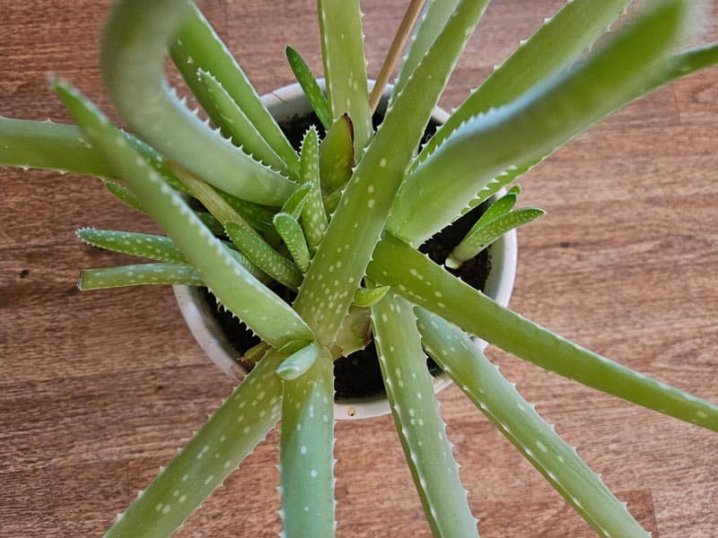 Alaska Aloe. Indoors Only. – Sawyer Abbas Alaska Aloe. Indoors Only. – Sawyer Abbas