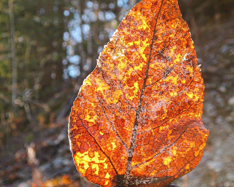 Fire Leaf – Felicity Gabel Fire Leaf – Felicity Gabel