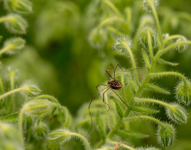 Itsy Bitsy Spider – Gary Steinfort Itsy Bitsy Spider – Gary Steinfort