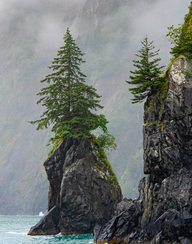 Loney Trees – Gary Steinfort Loney Trees – Gary Steinfort