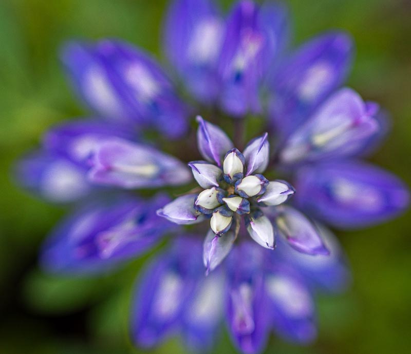 Lupine Beauty – Kathleen Meyen Lupine Beauty – Kathleen Meyen